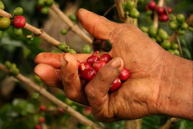 Granos de café colombiano